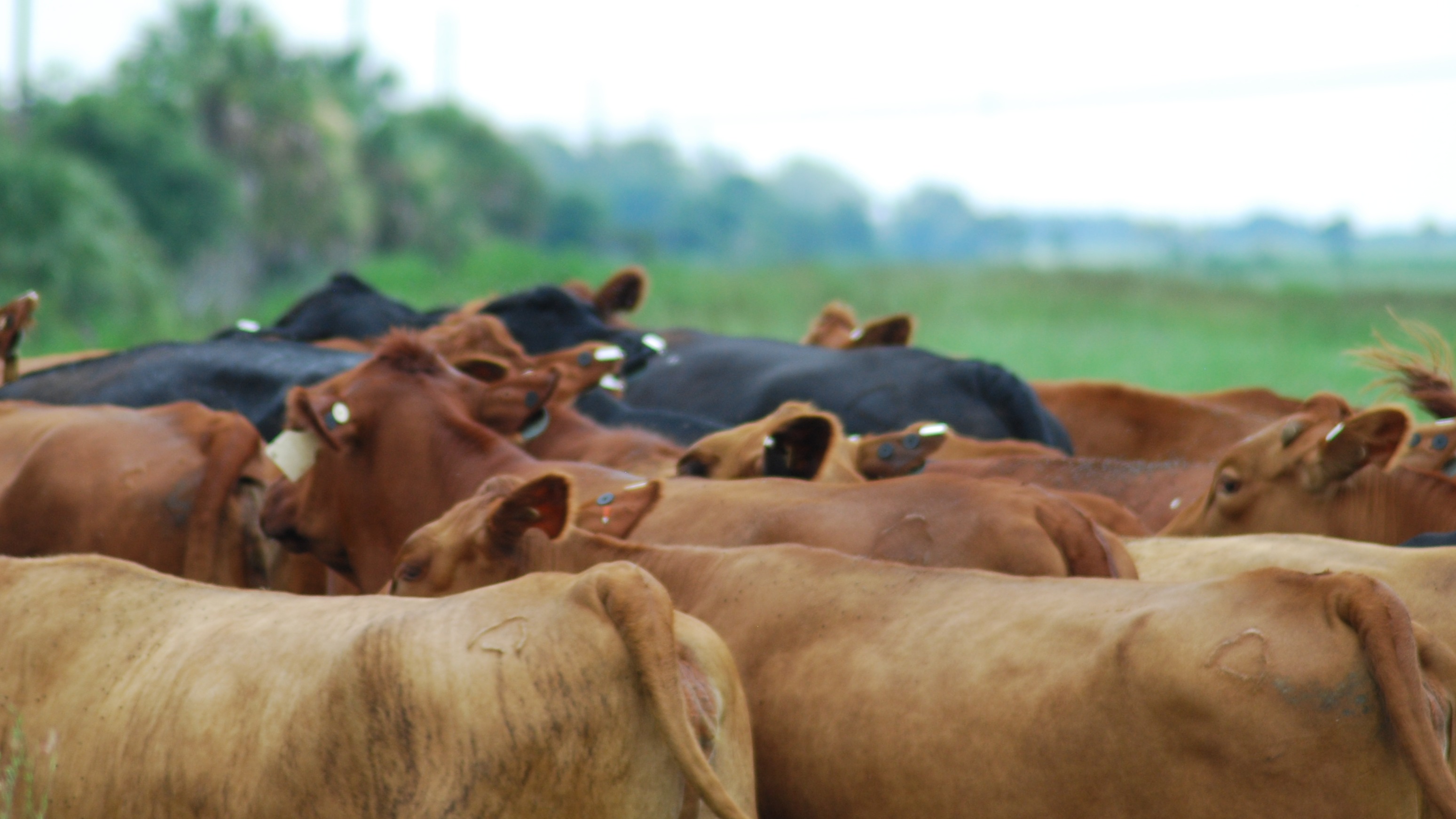 WHAT IS BEEF CATTLE RAISING visual data 6